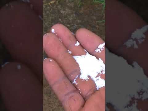 Caramujo video