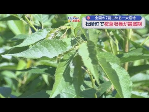 YouTube Video 桜餅でおなじみ　静岡・松崎町で桜葉の収穫が最盛期　オオシマザクラの葉を塩漬けに