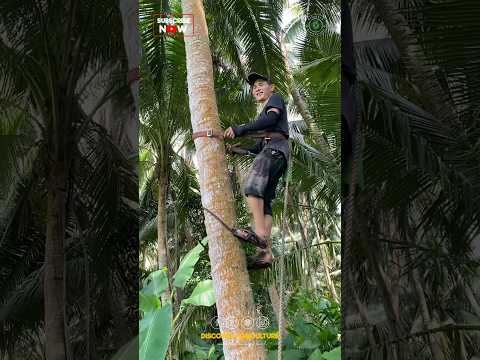 Amazing Coconut Tree Climbing Tool..!