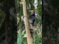 Amazing Coconut Tree Climbing Tool