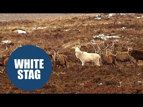 An incredibly rare white stag has been caught on camera roaming the Scottish Highlands