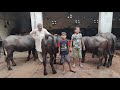 Best Murrah​ Heifers Surendar Dahiya Halalpur Sonipat Joginder Rana Dairy Farm