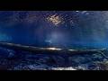 CROZ BOYCE: Avey Tare & Geologist (Animal Collective)