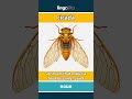 cicada (noun) - definition and usage in English