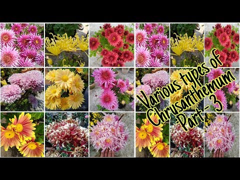 download lagu mp3 mp4 Names Of Chrysanthemum Varieties, download lagu Names Of Chrysanthemum Varieties gratis, unduh video klip Names Of Chrysanthemum Varieties