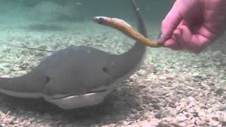 preview picture of video 'Stingray Bay at Brookfield Zoo'