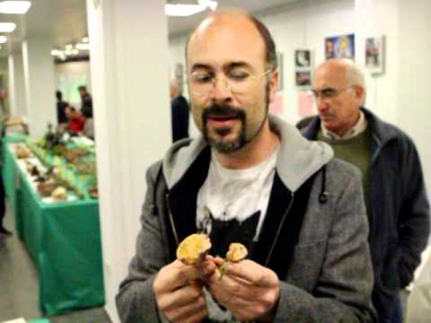 Chalciporus Piperatus