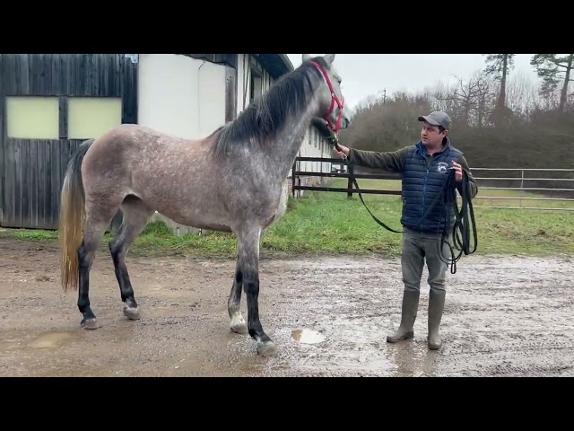 Cessation d&rsquo;&eacute;levage - Jument de 4 ans