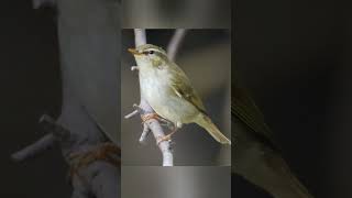Download lagu MERDU ‼️suara burung cikrak kutub liar #warbler #kicaumania #birdwatching mp3