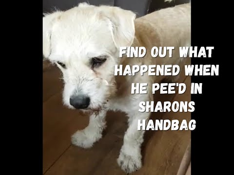 Dog's Don't Care About Gucci