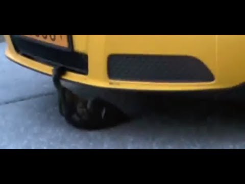 Fågelturken och skogsturken