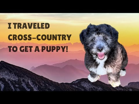 I Traveled Cross-Country to Get a Puppy!