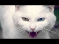 Angry Cat Ringtone Mp3