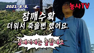 참깨재배, 가락시장 참깨시세 공개, 참깨 시세가 심상치가 않네요. [농사TV]