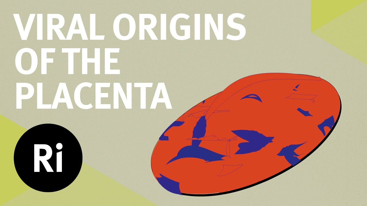 The Viral Origins of the Placenta - YouTube