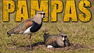 Pampas Selvagem | A Vida Selvagem Mais Intensa da América do Sul - Documentário Pampas