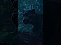 BAGHEERA Videostarpro Alightmotionpro Bagheera Thejunglebook2016