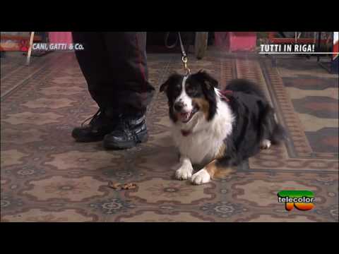 TUTTI IN RIGA con il Comandante Aldo Taietti: bocconcini avvelenati