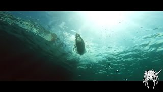 Fr3nch Coq &amp; The Shady Brothers - Addicted to your love (FR3NCH COQ Rework)