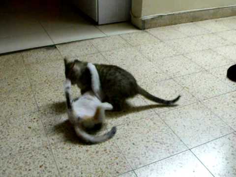 Isabella & Juan Carlos Cat fight