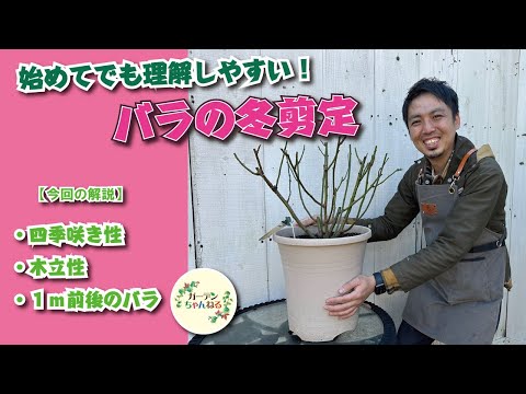 バラの剪定は何月に行うのですか？実践的なアドバイス  庭園