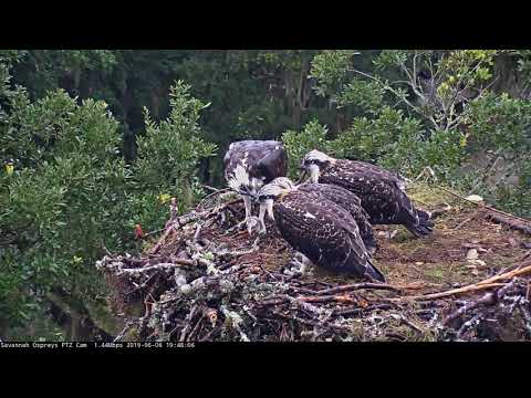 Evening Meal For Savannah Osprey Chicks – June 6, 2019