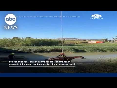 Helicopter airlifts horse from pond in Spain