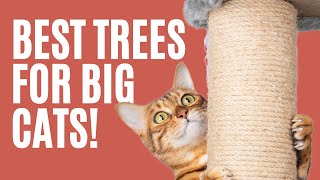 The Best Cat Trees for Large Cats - The Comforted Kitty