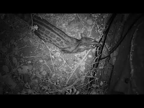 Djuma: Genet on the hunt - 22:33 - 05/21/21