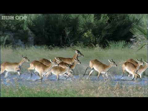 HD: Leaping Lechwe - Nature's Great Events: The Great Flood - BBC