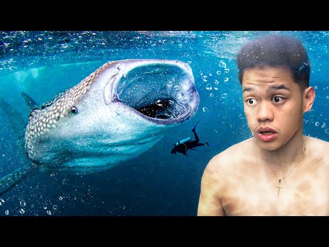 LAST TO SWIM WITH WILD SHARKS - WINS