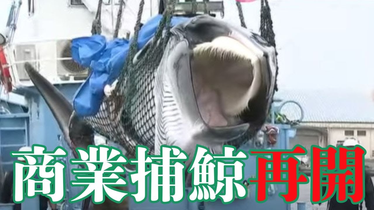 海外メディアも釧路港に集結　商業捕鯨再開の舞台裏