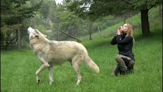 Howling with The White Wolf 🐺