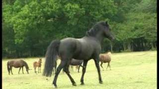 Video koně Long Copse Elton