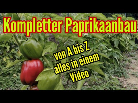 , title : 'Paprika anbauen von A bis Z Paprikapflanzen Aussäen Vorziehen Auspflanzen Pflegen & Ernten im Garten'