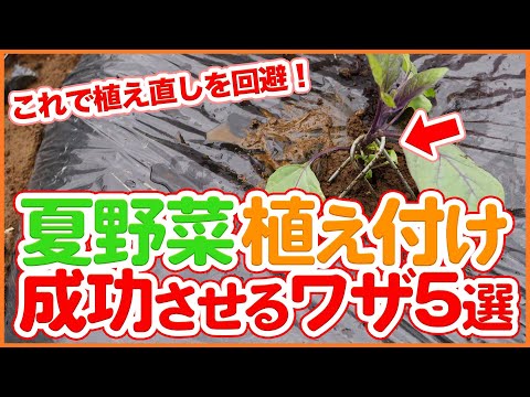 野菜の種まき：春の植え付けに備えて、今すぐ自宅で夏野菜を始めましょう！  庭園