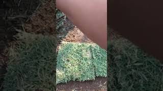 Download lagu How to plant Japanese grass garden grass mp3