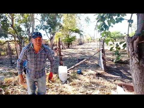 Seguimos en la pisca de maíz en la calera de San Miguel 