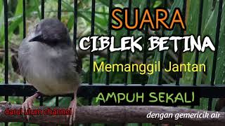Download lagu SUARA CIBLEK BETINA MEMANGGIL JANTAN | Langsung Nyaut | Paling Dicari mp3 Download lagu SUARA CIBLEK BETINA MEMANGGIL JANTAN | Langsung Nyaut | Paling Dicari mp3