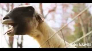 Músicas com a cabra gritando (feat.Cabra/Goat)