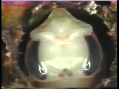 Life Cycle of Varroa by Dr. Jeff Harris