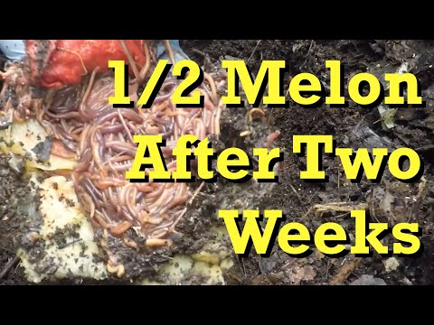 Half watermelon after 2 weeks in outdoor worm bin - vermicomposting