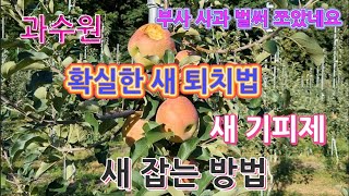 과수원 새 퇴치법/새 기피제/새 잡는방법/확실한 방법 알려드립니다