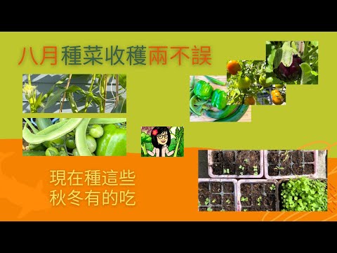8月是什么季节