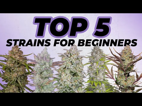 Top 5 Strains for Beginners | Everyone can grow this weed