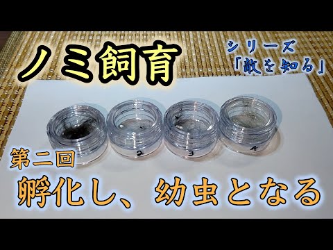 ノミに噛まれて35歳、両腕を失う