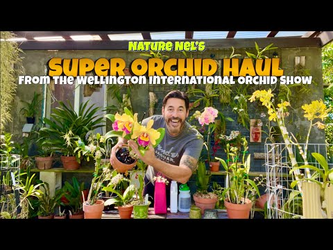 A haul from one of the best orchid shows in Florida. Incredible orchids, plants, and other goodies.