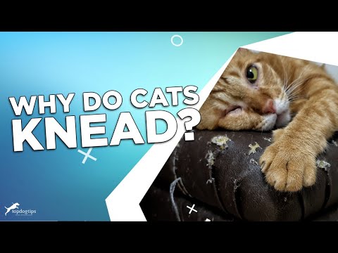 Why Do Cats Knead?