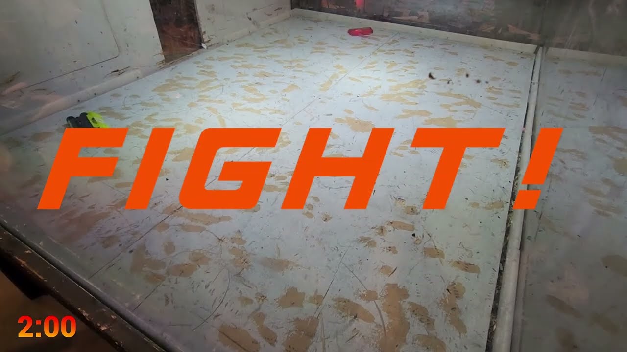 The Fox vs Sunshine of Death   BB March 24