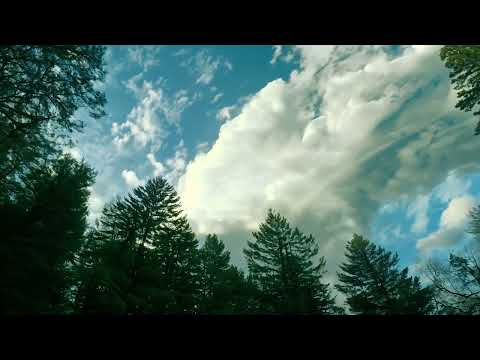 looking up at the sky through a forest of tall pine trees